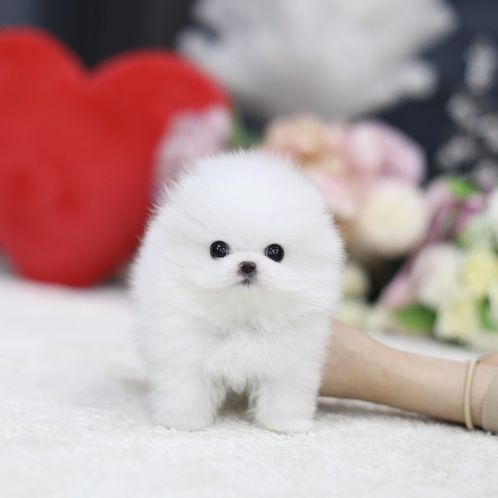 Pomeranian Welpe